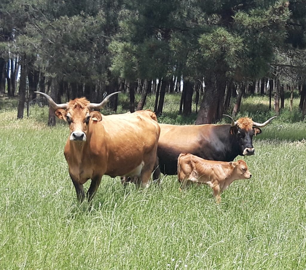 Las cuatro razas autóctonas ganaderas de Zamora huyen del peligro de extinción