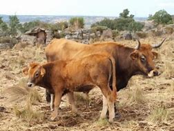 El Correvuela T1/E4: Reptiles y vaca alistana-sanabresa