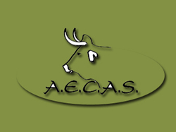 La asociación 1