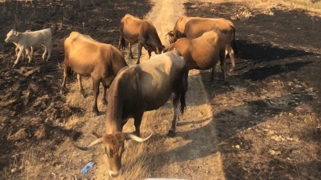 Óscar y su familia caminaron entre llamas toda la noche para salvar a sus animales del incendio en Tábara