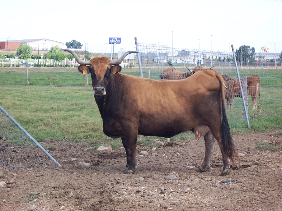 vacas18