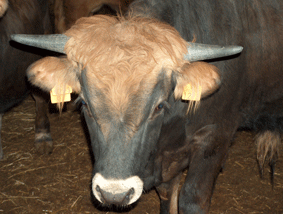vacas19