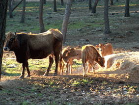 vacas23