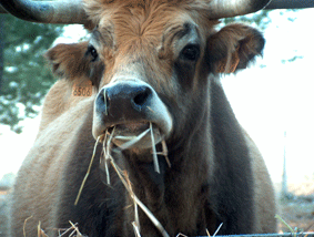 vacas24