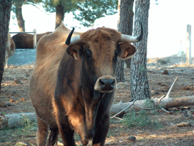 vacas27