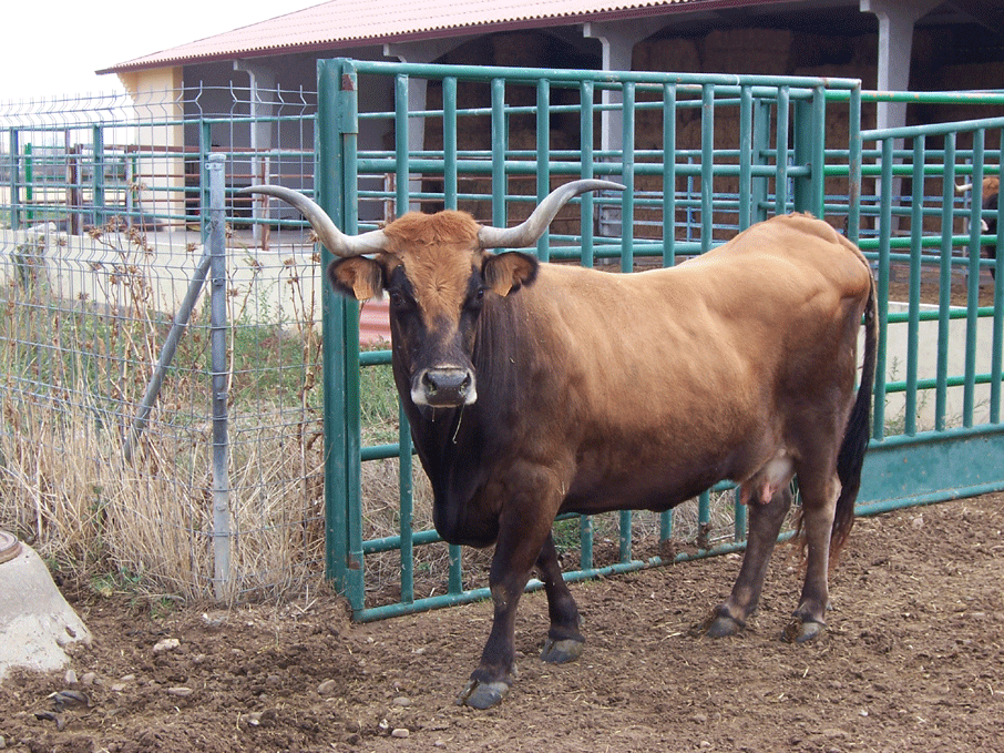 vacas3