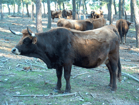vacas31