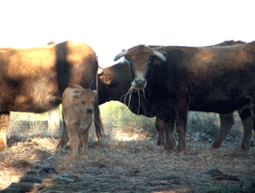 vacas32