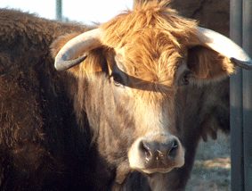 vacas34