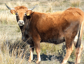 vacas51