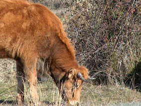 vacas55