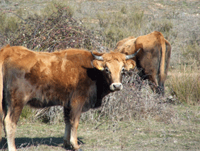 vacas57