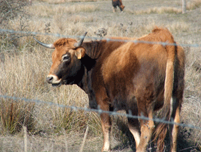 vacas58