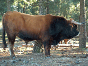 vacas59