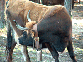 vacas63