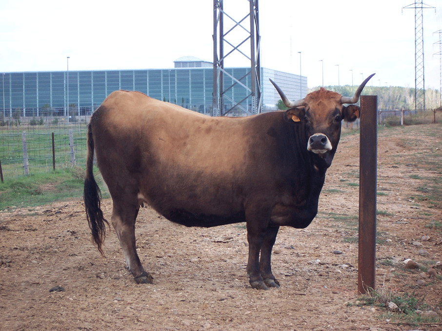 vacas7
